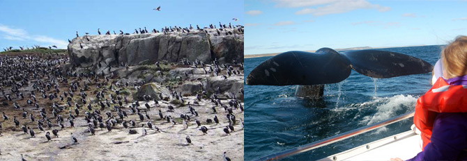 Puerto Madryn - Fullmen Turismo